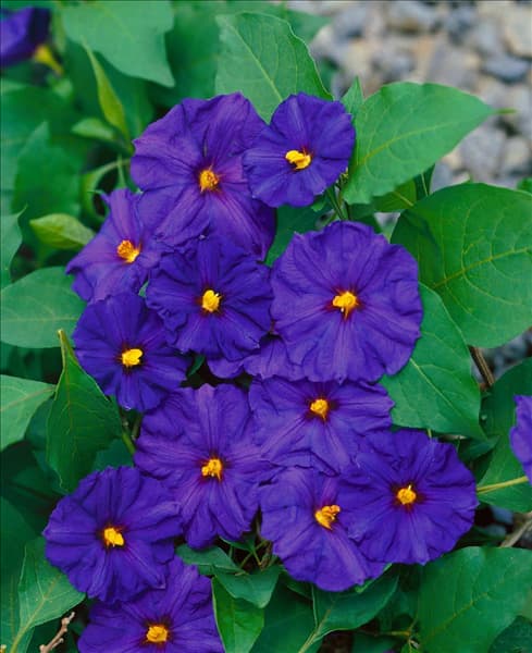 Solanum rantonnetii Royal Robe