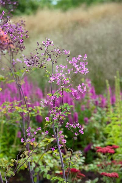 Thalictrum Splendide