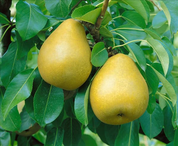 Pyrus communis 'Delbardelice'