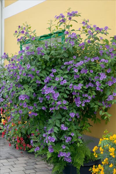 Solanum rantonnetii