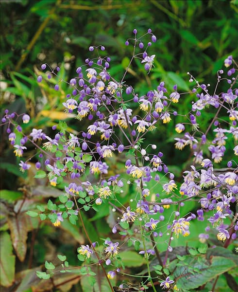 Thalictrum delavayi