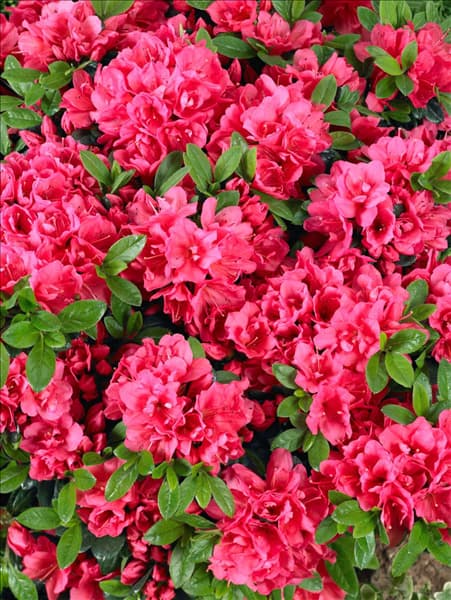 Rhododendron x obtusum Canzonetta