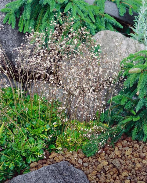 Saxifraga x urbium Variegata