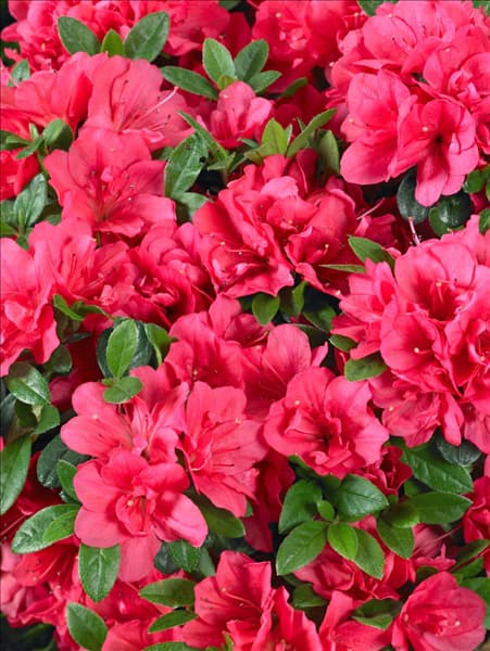 Rhododendron x obtusum Canzonetta