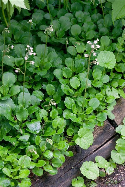 Saxifraga x urbium