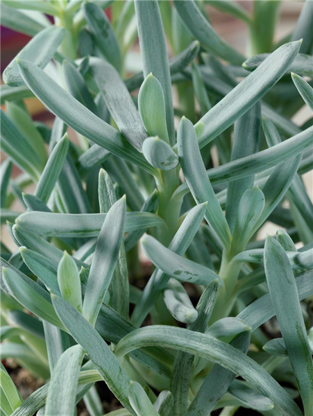 Senecio barbertonicus Kinabalu