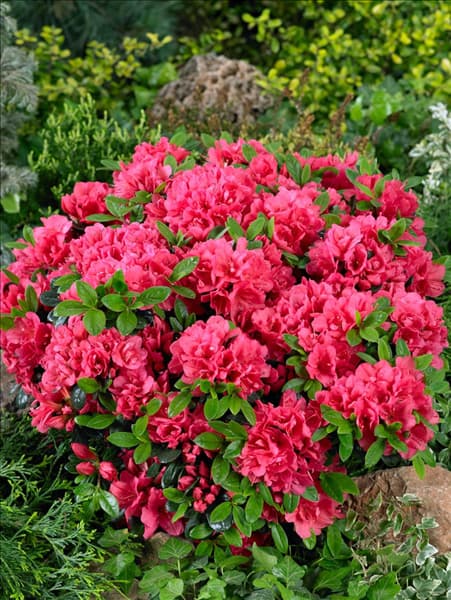 Rhododendron x obtusum Canzonetta