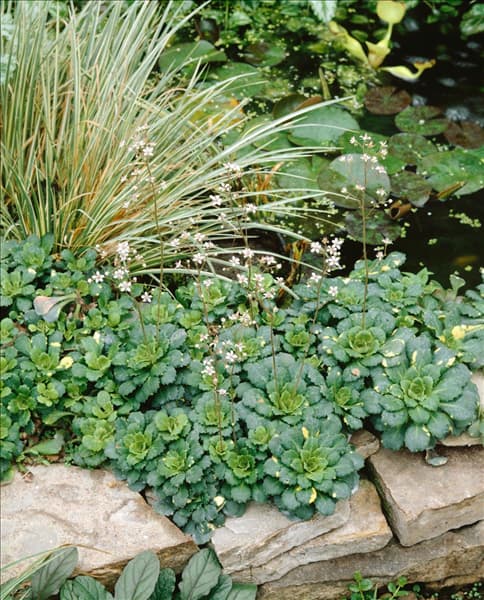 SAXIFRAGA X URBIUM AUREOPUNCTATA