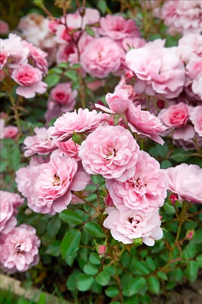 Rosa Bonica 82 ®