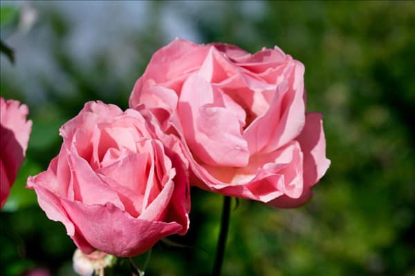 Rosa Queen Elizabeth