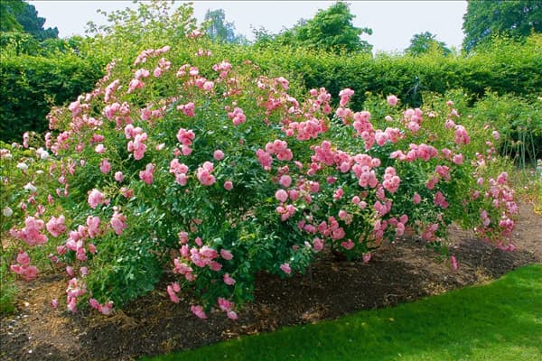Rosa Meidomonac BONICA 82
