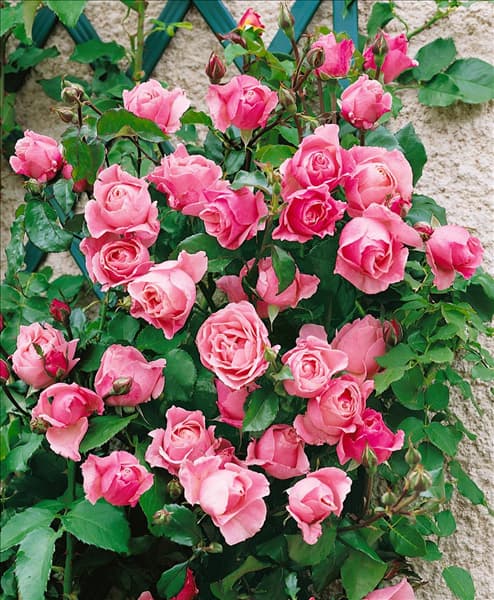 Rosa Queen Elizabeth