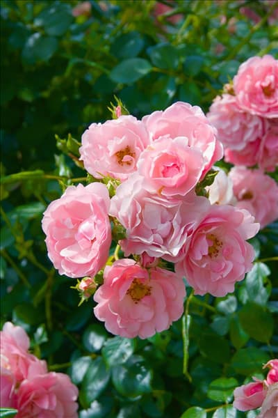 Rosa Meidomonac BONICA 82