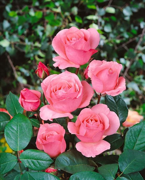 Rosa Queen Elizabeth