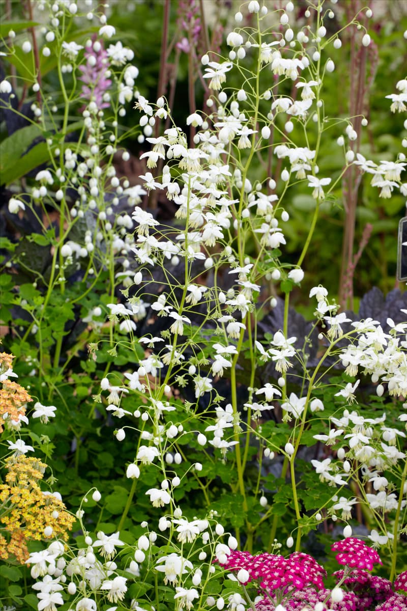 Thalictrum delavayi Album