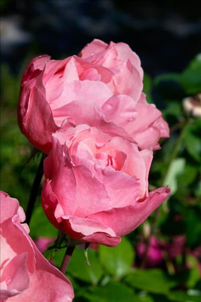 Rosa Queen Elizabeth