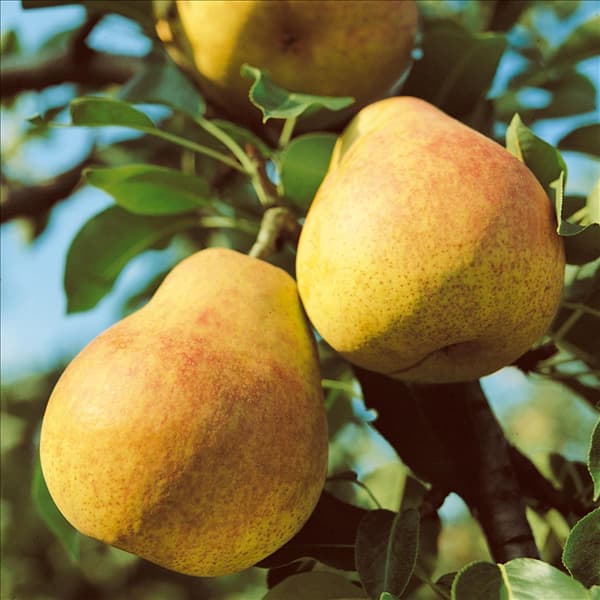 Pyrus communis Frühe von Trevoux