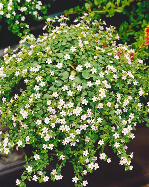 Sutera cordata Lavender Showers