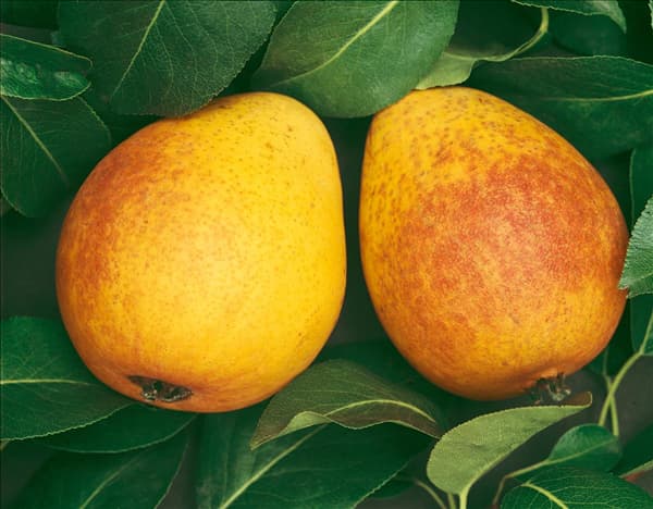 Pyrus communis Frühe von Trevoux