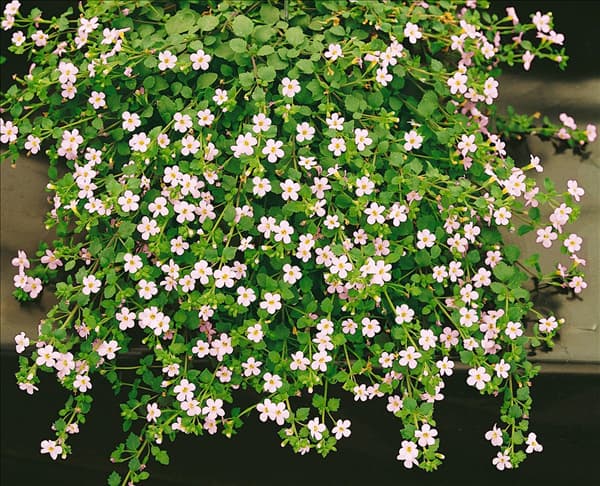 Sutera cordata Lavender Showers