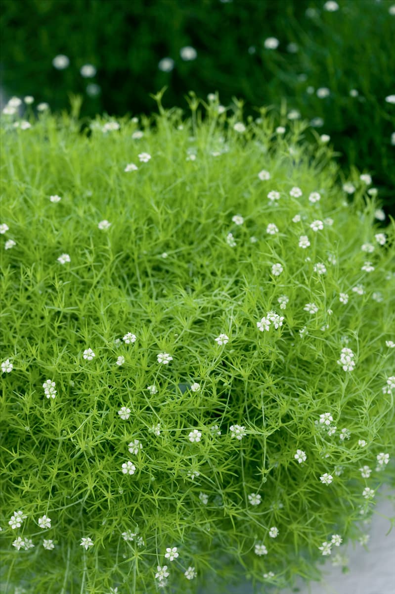 Sagina subulata Lime Moss