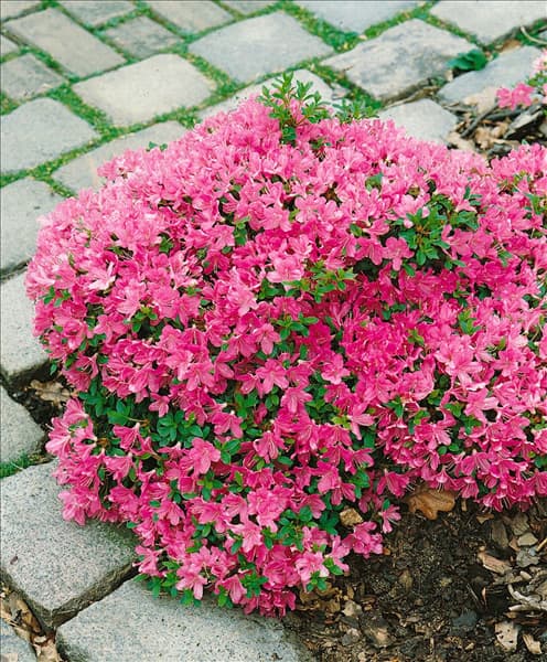 Rhododendron x obtusum Diamant Pink