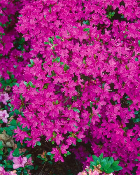 Rhododendron x obtusum Diamant Pink