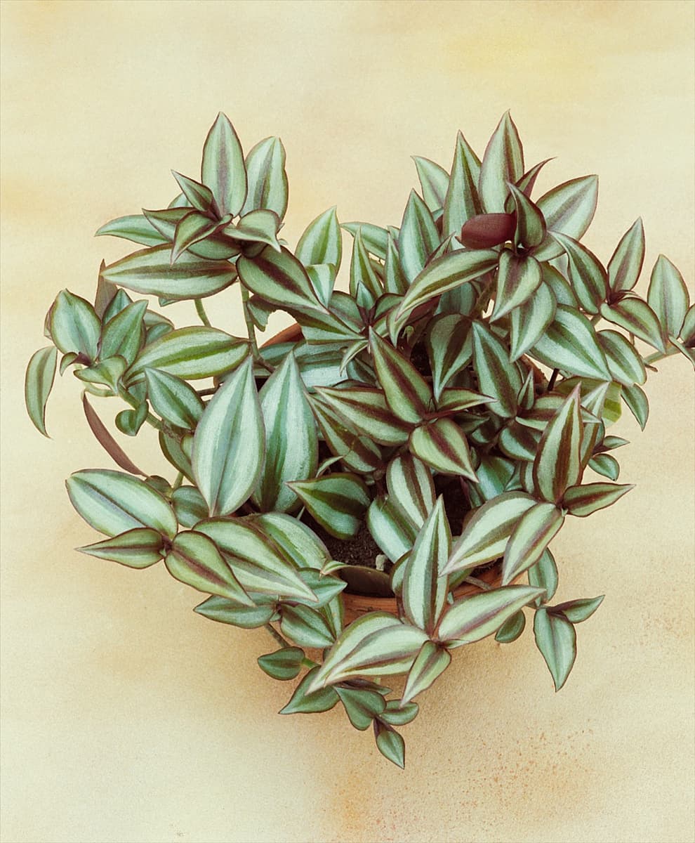Tradescantia