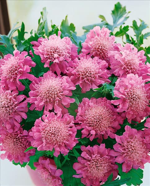 Scabiosa columbaria Pink Mist