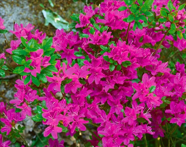 Rhododendron x obtusum Diamant Purpur