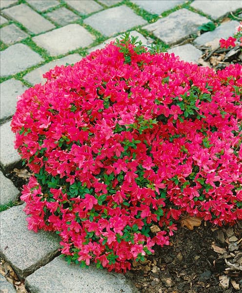 Rhododendron x obtusum Diamant Red