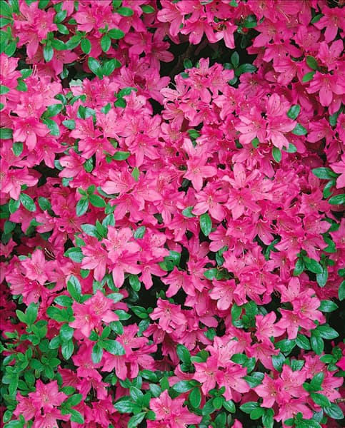 Rhododendron x obtusum Diamant Rose