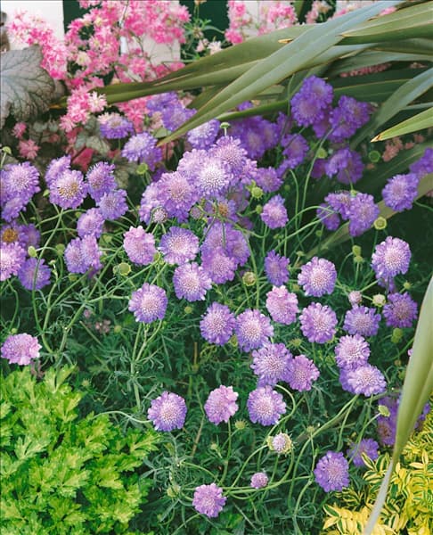 Scabiosa columbaria Butterfly Blue