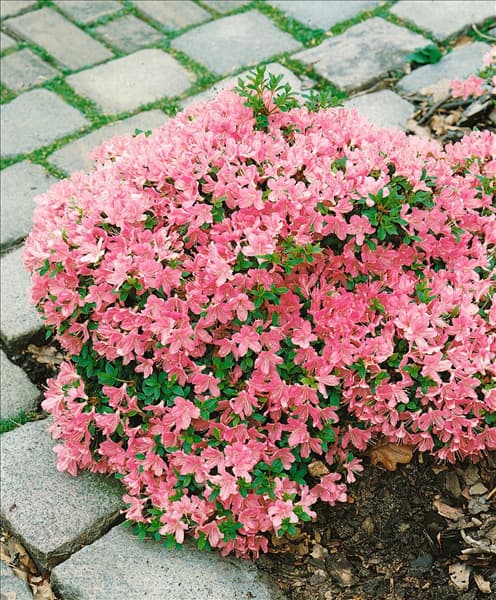 Rhododendron x obtusum Diamant Salmon