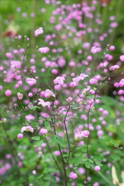 Thalictrum Splendide
