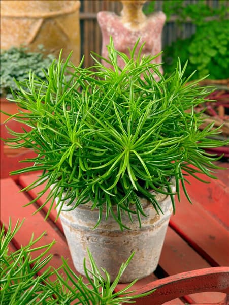 Senecio Himalaya in pot