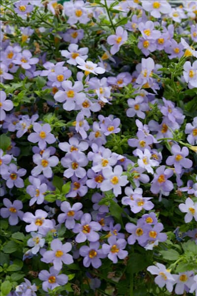 Sutera Blutopia (TM) Blue