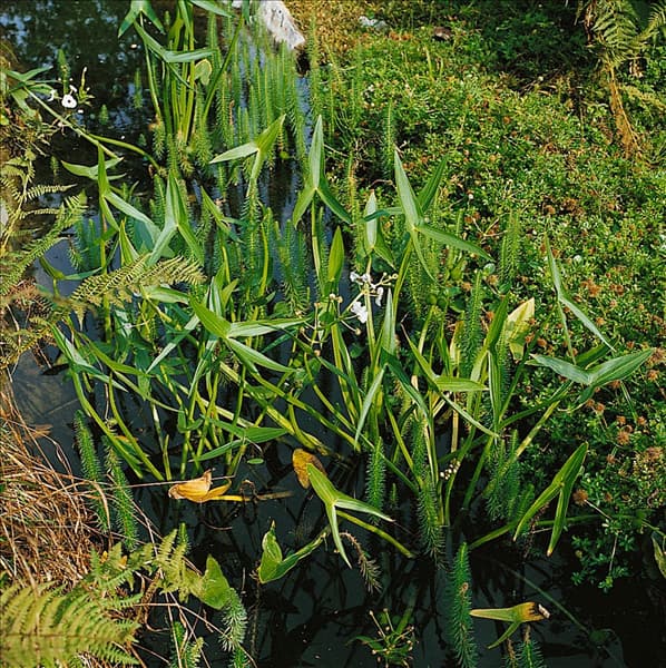 SAGITTARIA SAGITTIFOLIA