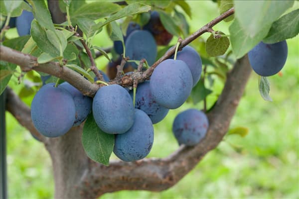 Prunus domestica subsp. domestica Toptaste