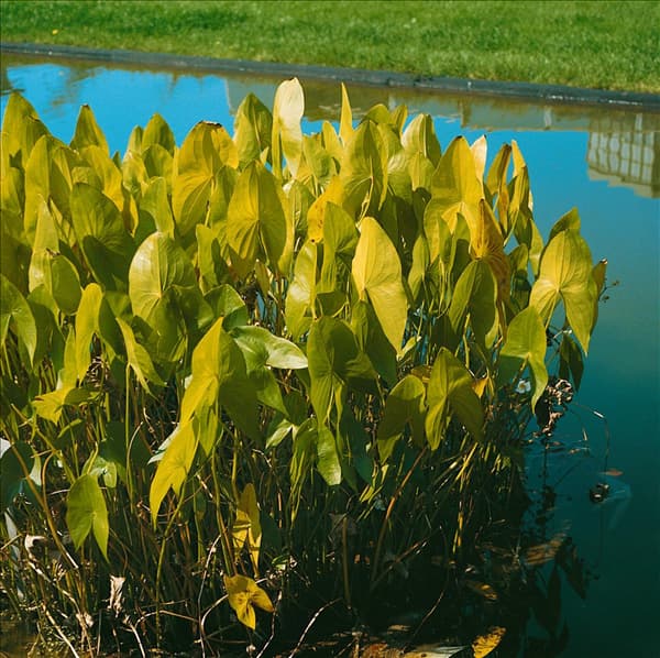 Sagittaria sagittifolia