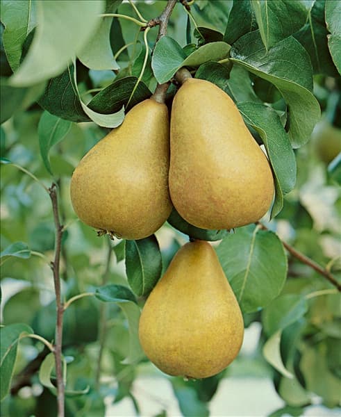 Pyrus communis Gellerts Butterbirne