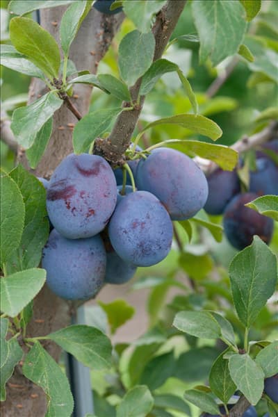 Prunus domestica subsp. domestica Toptaste