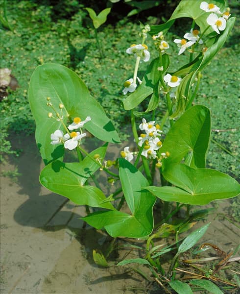 SAGITTARIA SAGITTIFOLIA