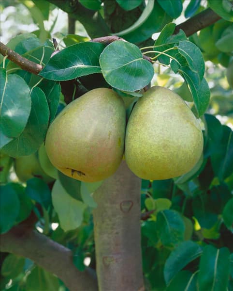 Pyrus communis Gellerts Butterbirne