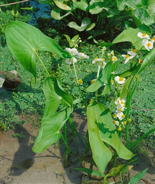 Sagittaria sagittifolia
