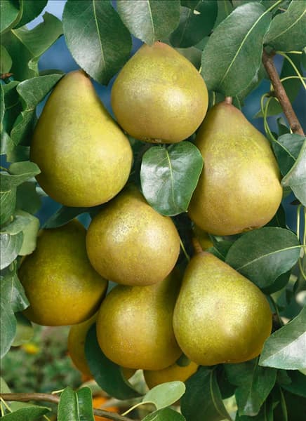 Pyrus communis Gellerts Butterbirne