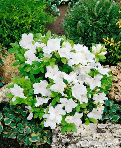 Rhododendron x obtusum Pleasant White