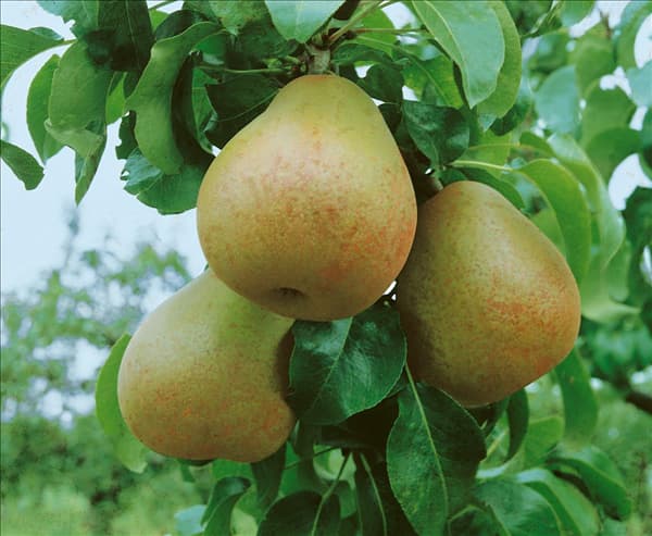 Pyrus communis Gellerts Butterbirne