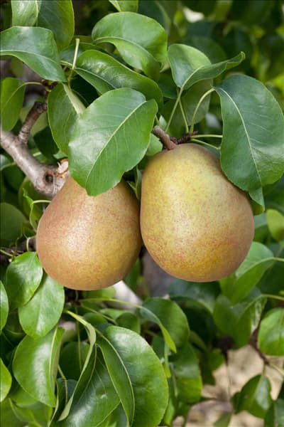 Pyrus communis Gellerts Butterbirne