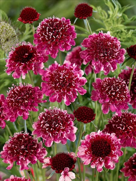 Scabiosa Barocca
